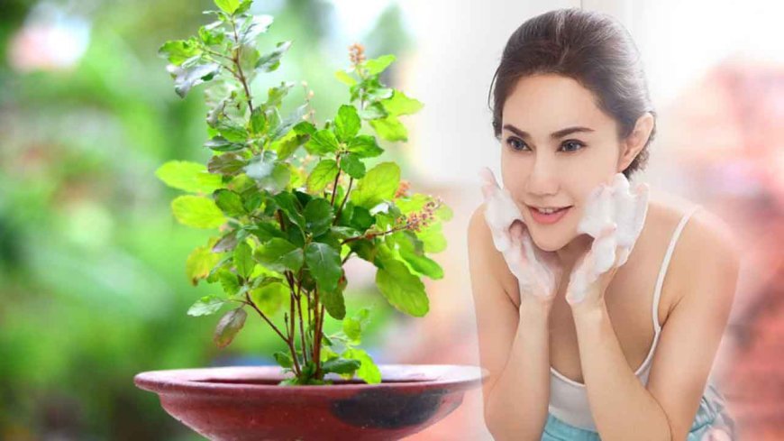 तुलसी से बने फेस पैक से मिलेगा खूबसूरत निखार, जाने इसका पूरा राज ?