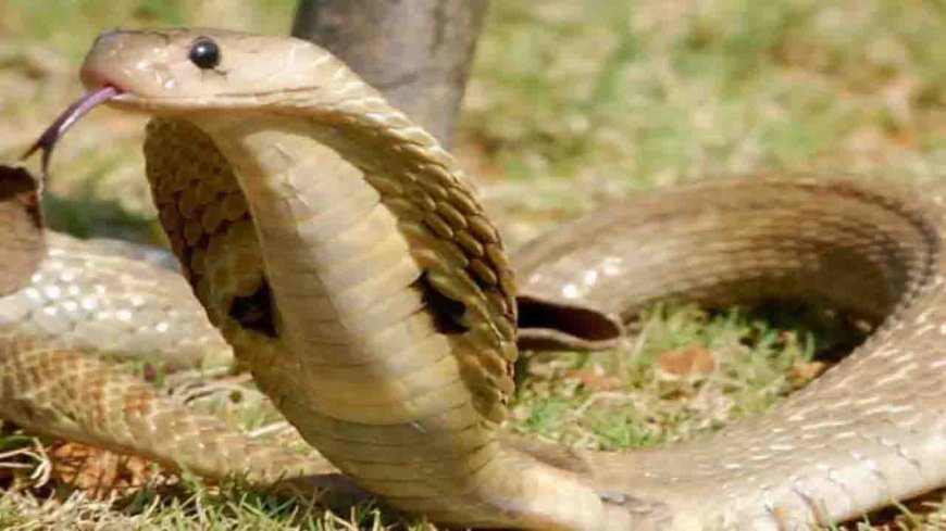 घर में सो रहे परिवार के तीन लोगो को सांप ने कटा हुई मौके पर मौत