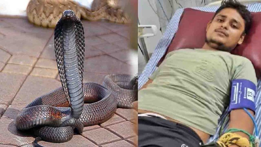 एक ही सांप ने 7 बार युवक को  डंसा, सपने में बोला नौवीं बार  में होगा मौत